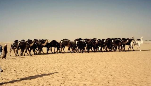 Документальный короткометражный 3D-фильм о верблюдах «Desert Superstars 3D»