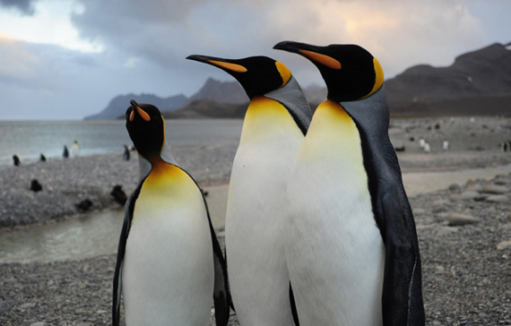 Продюсеры 3D-ленты «Королевский пингвин ищет семью 3D» – Энтони Геффен, Сиас Уилсон
