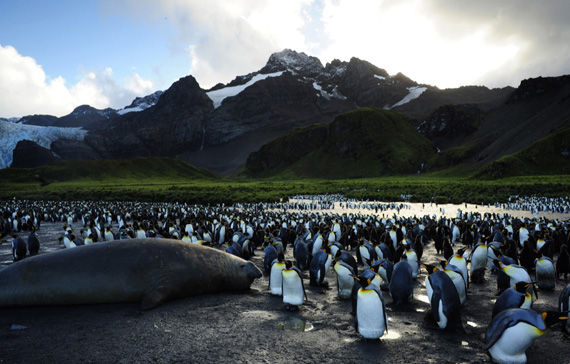 Режиссер 3D-ленты «Королевский пингвин ищет семью 3D» – Дэвид Аттенборо