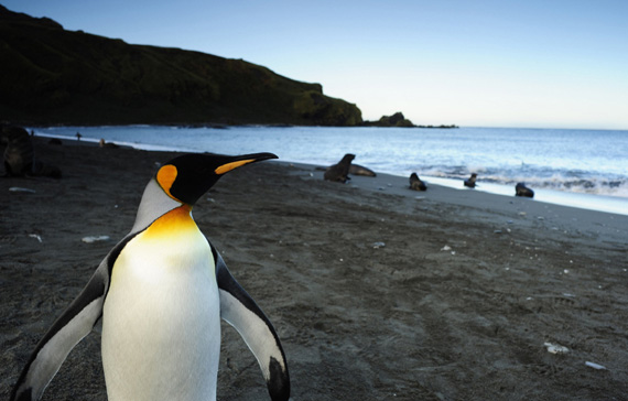 3D- лента «Королевский пингвин ищет семью 3D» снималась на острове Южная Джорджия