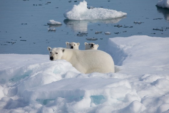 Компания Coca-Cola является партнером создателей 3D-фильма «В Арктику»