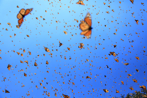 «Полет бабочек 3D» (Flight of the Butterflies 3D)