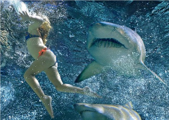 новый 3D-фильм про акул
