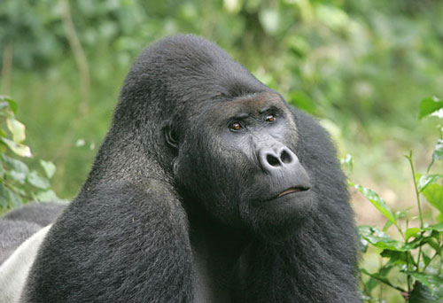 Мировая премьера 3D-фильма «Gorilla Baseball» состоится в 2013 году