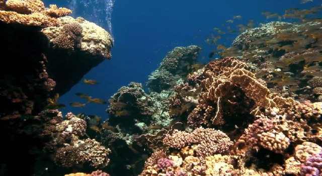 Ocean Dive 3D: подводный мир в 3D-формате