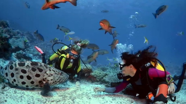 «Приключения на Коралловом рифе» (Coral Reef Adventure) онлайн