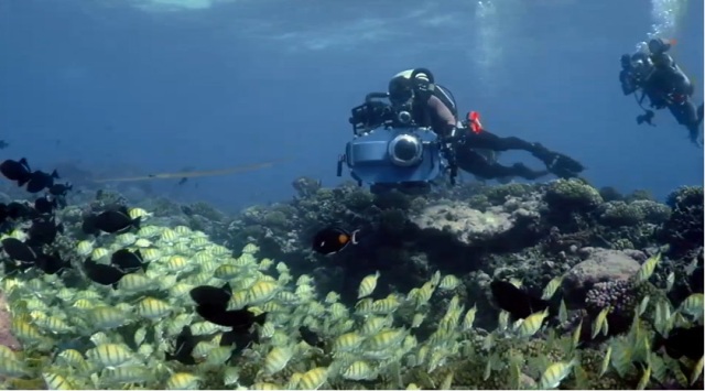 3D-фильм «Приключения на Коралловом рифе» (Coral Reef Adventure) онлайн