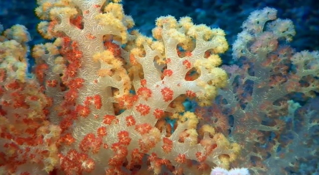 3D-фильм «Приключения на Коралловом рифе» (Coral Reef Adventure) от Ховарда и Мишель Холл (Howard, Michele Hall)