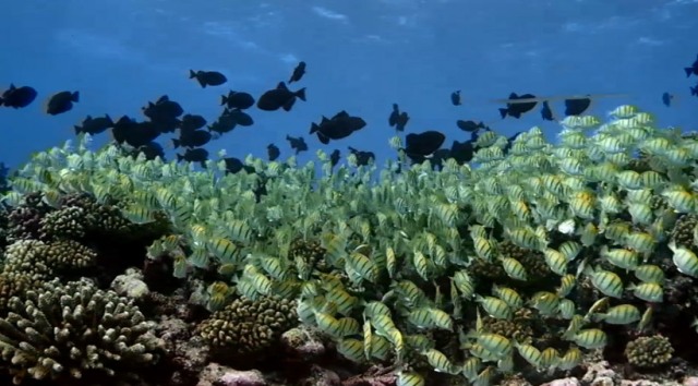 «Приключения на Коралловом рифе» (Coral Reef Adventure) в формате стерео 3D