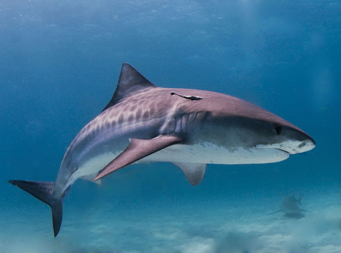 «Акулы! Правители морей 3D» от BBC Earth и Giant Screen Films