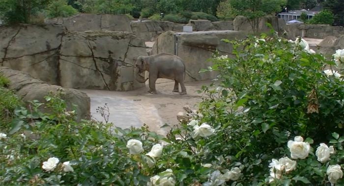 Зоопарки Кельна и Бристоля – на YouTube 3D