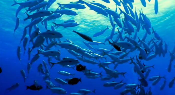 YouTube стерео 3D: подводный мир острова Руруту (Rurutu) в трех измерениях
