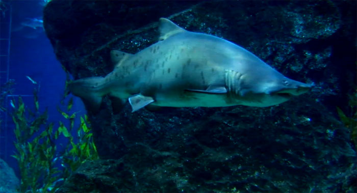 YouTube стерео 3D-трейлер «Плавая среди акул» (Swimming with Sharks)