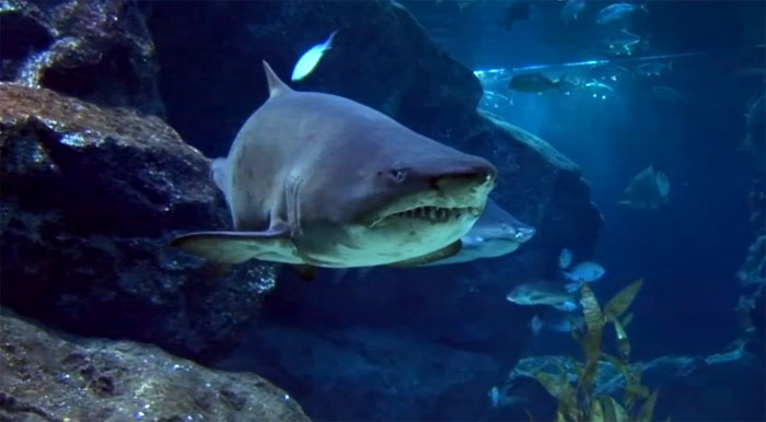 YouTube стерео 3D-трейлер «Плавая среди акул» (Swimming with Sharks)