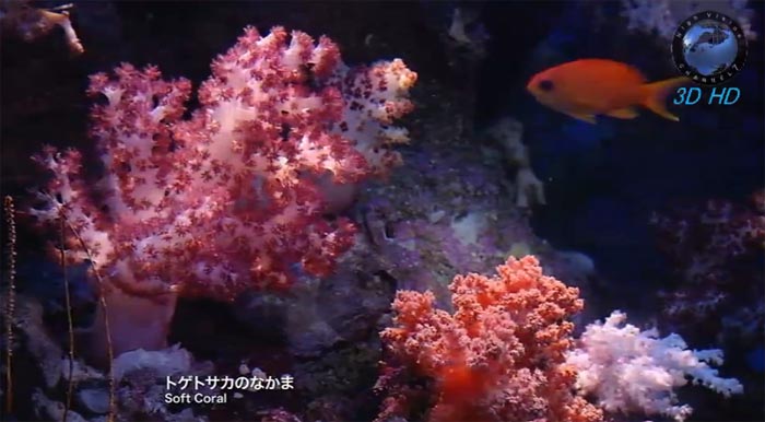 Японский океанариум Тюрауми (Okinawa Churaumi Aquarium) на YouTube стерео 3D: Мягкие кораллы