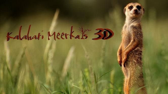  «Сурикаты Калахари 3D»: YouTube стерео 3D-трейлер к документалке (Kalahari Meerkats 3D)