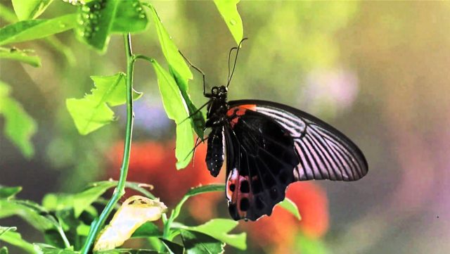 Букашки! Приключения в тропическом лесу (Bugs! A Rainforest Adventure): из жизни насекомых на YouTube 3D