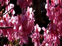 Вулинг Фарм (Тайвань) весной: красота природы в стерео 3D 4K